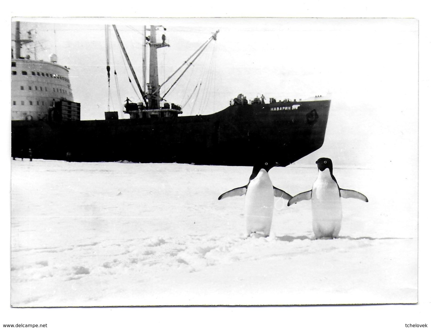 Antarctique. Russie. URSS. Station Molodejnaya. Rare. 04.04.91 36 SAE Brise Glace Navarin & Photo - Autres & Non Classés