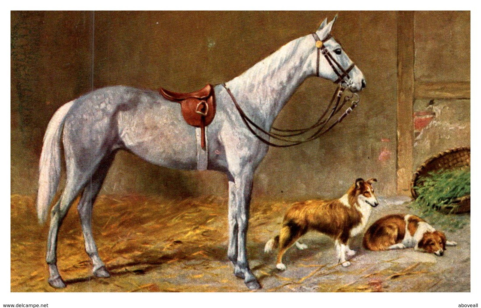 Dog , Jumper  Horse With Collies - Dogs