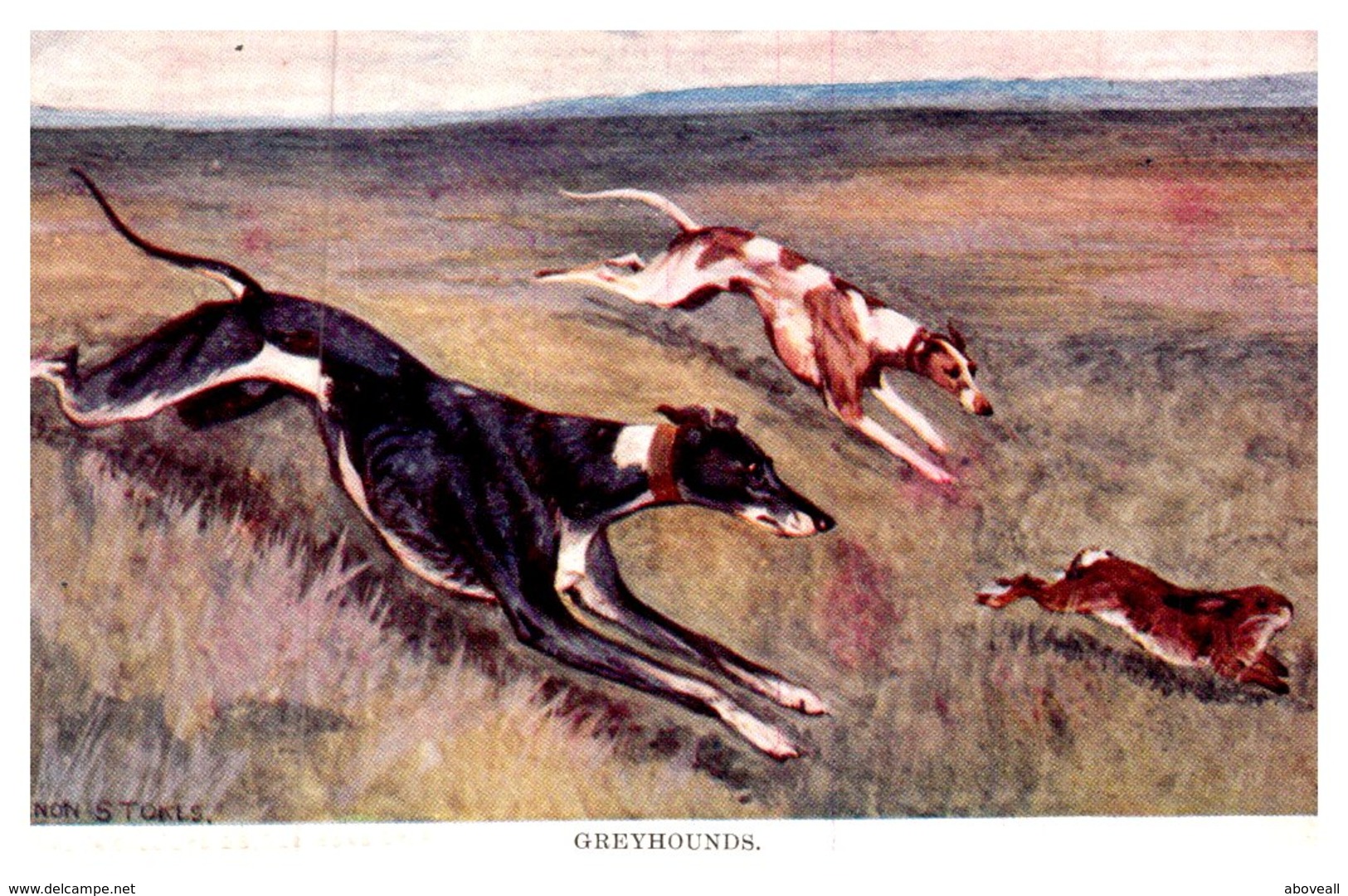 Dog  , Greyhounds Chasing Wild Rabbitt - Dogs