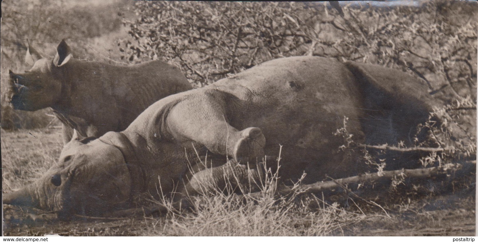 RHINO NEUSHOORN Rhinocéros  Rinoceronte  Nashorn  Rhinocé ANIMAUX ANIMALS ANIMALES 19*10CM Fonds Victor FORBIN 1864-1947 - Africa