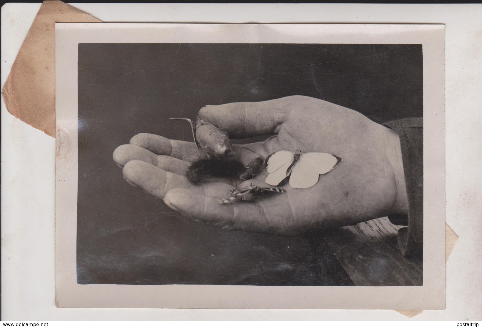 LOT 3 PHOTO  ARTIST A E BURTON BREEDER OF BUTTERFLIES PAPILLONS RAILWAY WORTHING  16*12CM Fonds Victor FORBIN 1864-1947 - Otros & Sin Clasificación