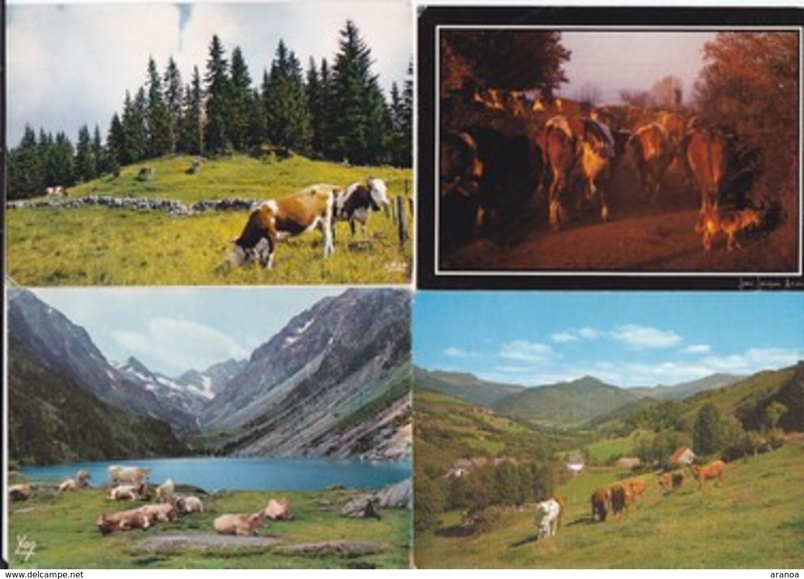 Vaches -- Lot De 53 Cartes - Vaches