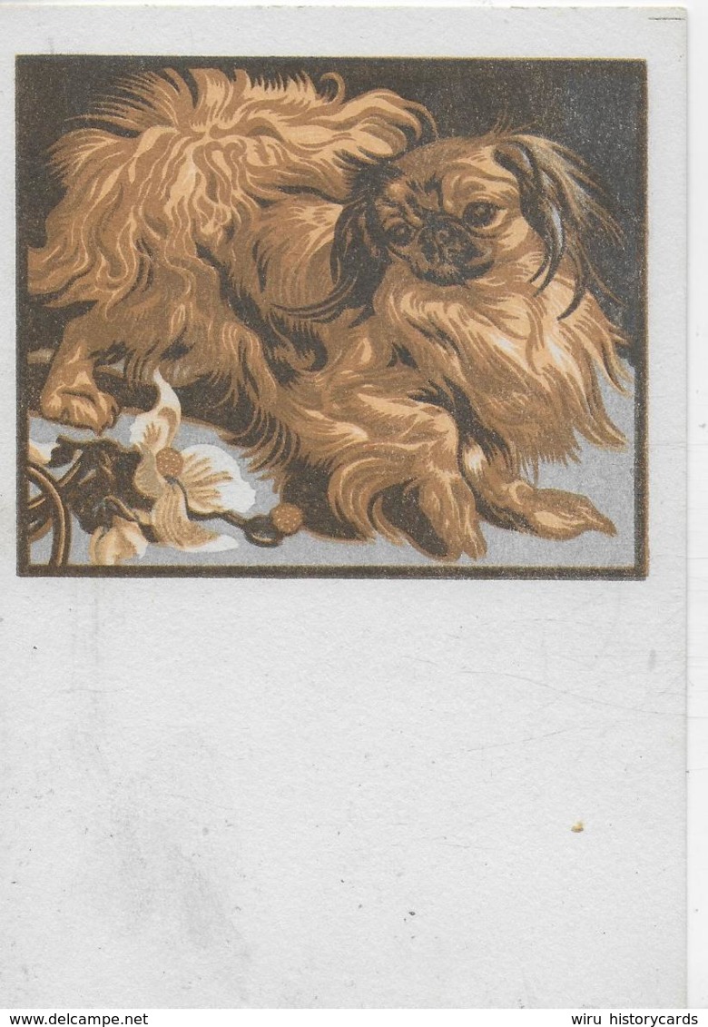 AK 0322  Pekinese - Farbschnitt Von Prof. N. V. Bresslern-Roth ( Graz ) Ca. Um 1940-50 - Hunde