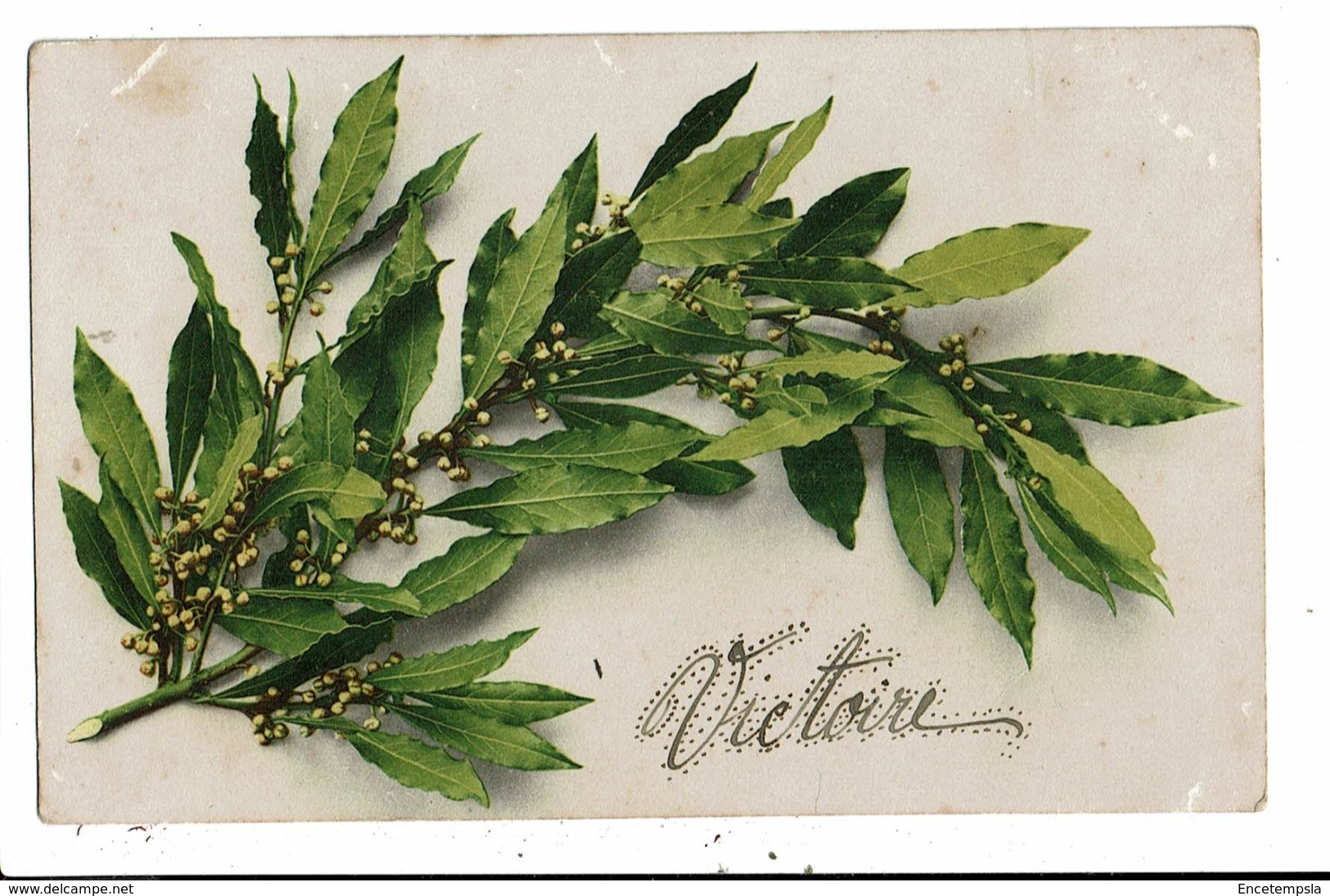 CPA-Carte Postale-France -Laurier ?   VM6489 - Medicinal Plants