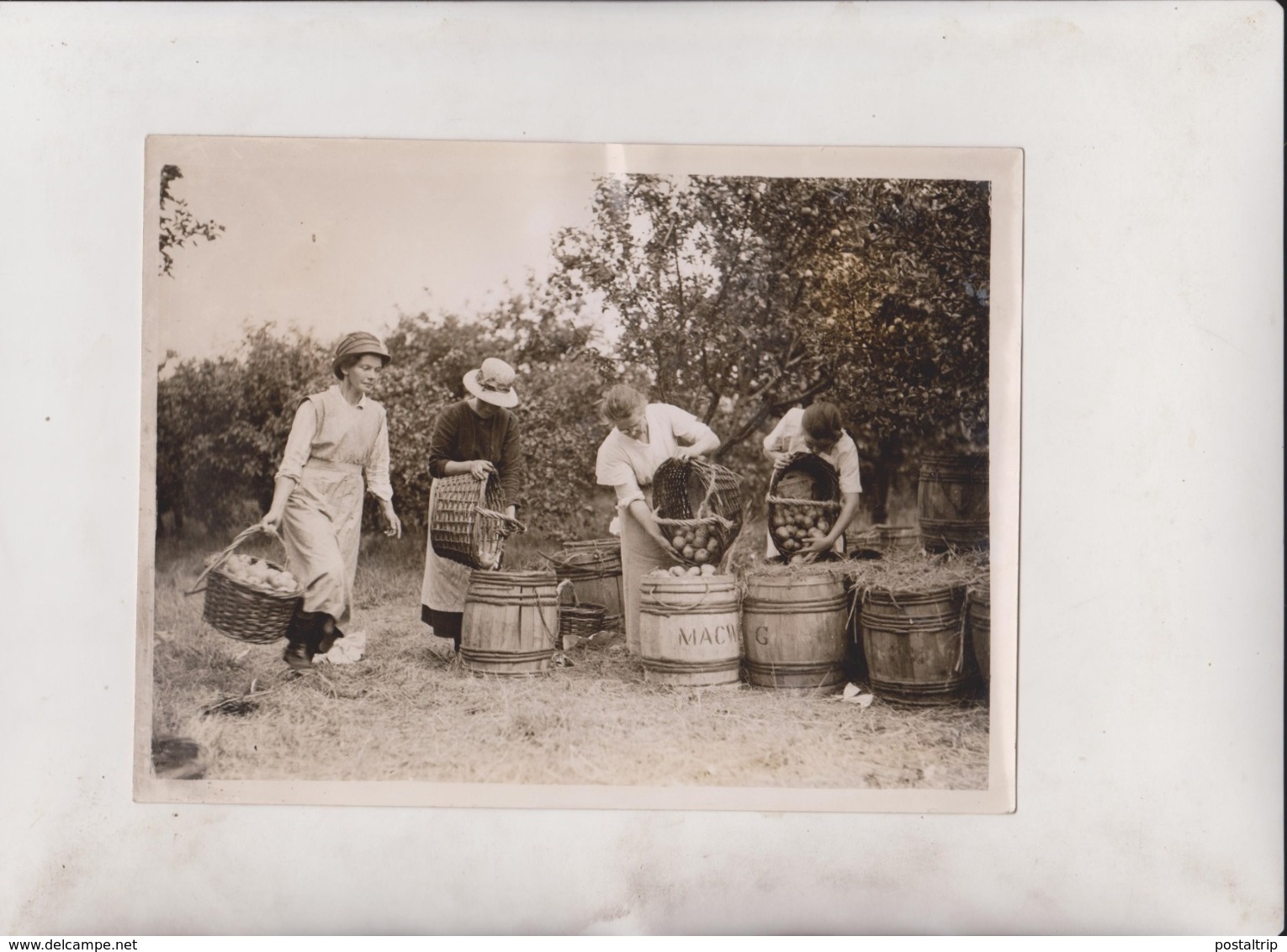 FRUITS OF AUTUMN PACKING APPLES ORCHARD CAMBRIDGESHIRE UK ENGLAND    20*15CM Fonds Victor FORBIN 1864-1947 - Profesiones