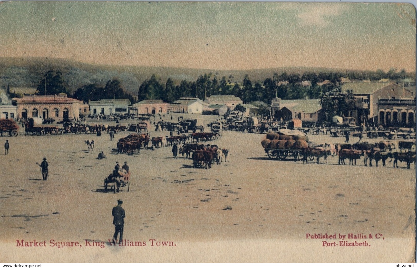 1907 SUDAFRICA , TARJETA POSTAL  CIRCULADA - UITENHAGE , MARKET SQUARE , KING WILLIAMS TOWN , MERCADO , GANADO - Mercados