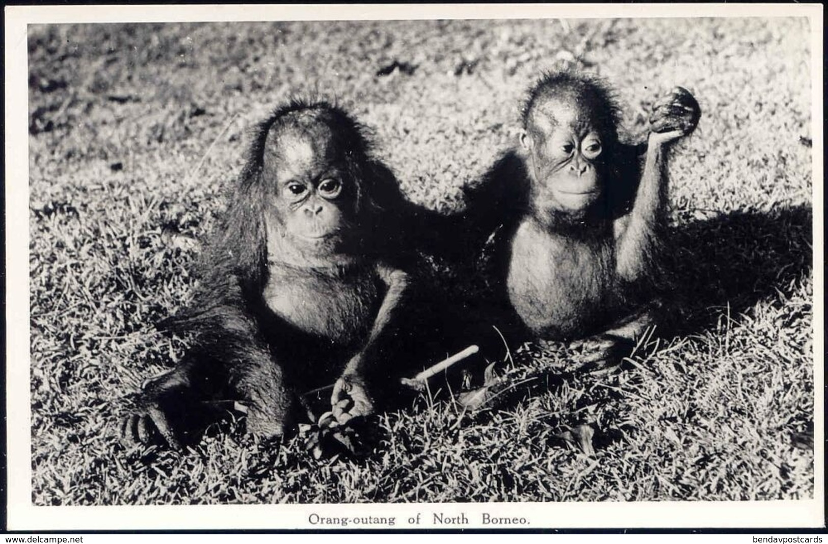 British North Borneo, SABAH, Urang-Outang, ORANG UTANG (1950s) Real Photo - Malaysia