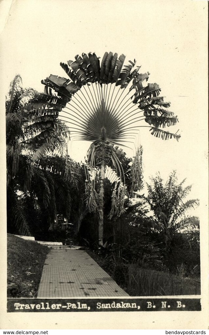 British North Borneo, SABAH SANDAKAN, Traveller-Palm (1920s) RPPC Postcard - Maleisië