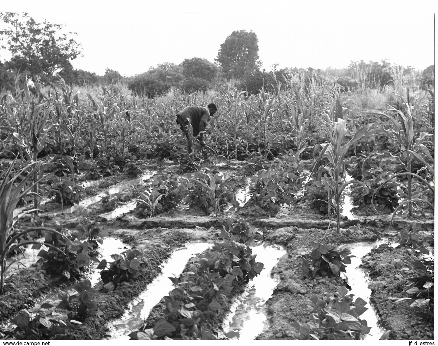 Photo Haute Volta 1980. Culture Irriguée, Centre D'animation Rurale, Koubri Chez Les Mossi. Photo Du Père Gust Beeckmans - Afrique