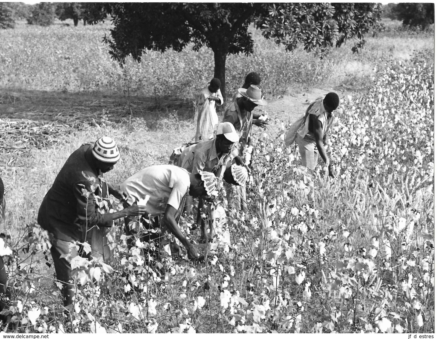 Photo Haute Volta (Burkina)1980. Centre D'Animation Rurale" De Tionkuy. Récolte Du Coton. Photo Du Père Gust Beeckmans - Afrique