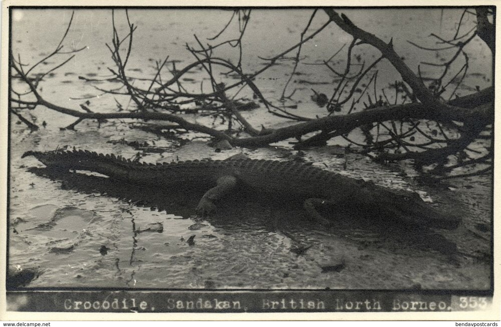 British North Borneo, SABAH SANDAKAN, Large Crocodile (1930s) Real Photo - Malaysia