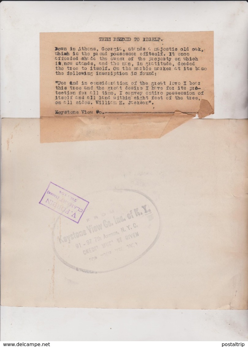 ATHENS GEORGIA OLD OAK  WILLIAM H JACKSON  FORESTRY  21*16CM Fonds Victor FORBIN 1864-1947 - Otros & Sin Clasificación