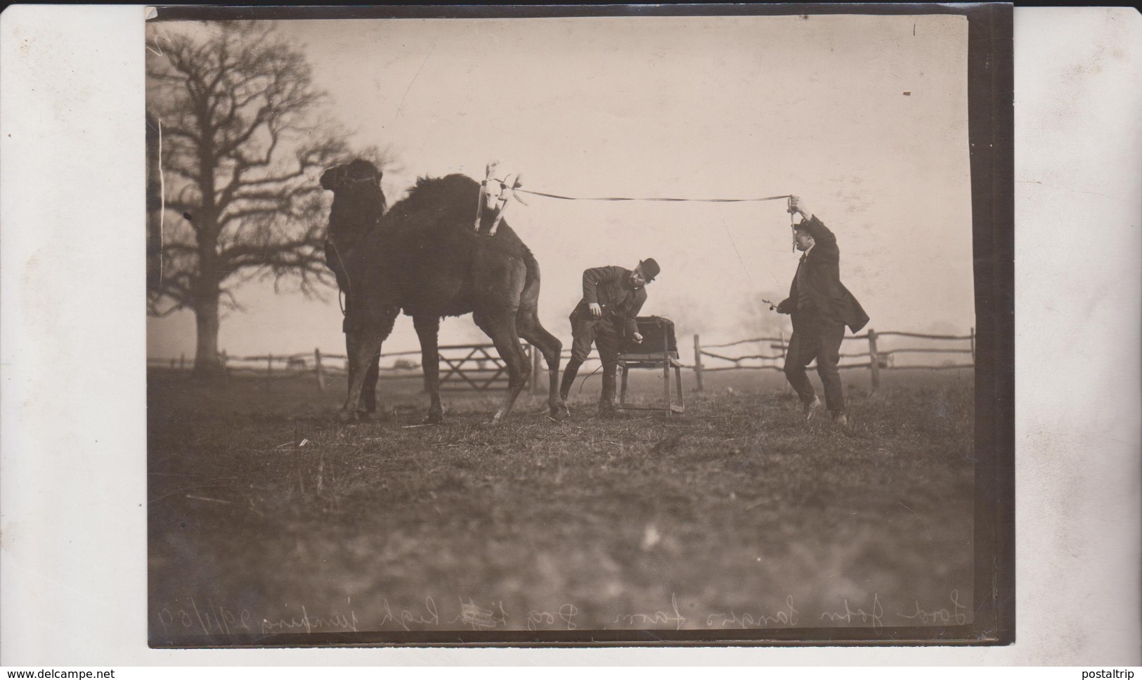 CHAMEAUX DROMADAIRES CHIEN DOG     16*12CM Fonds Victor FORBIN 1864-1947 - Otros & Sin Clasificación