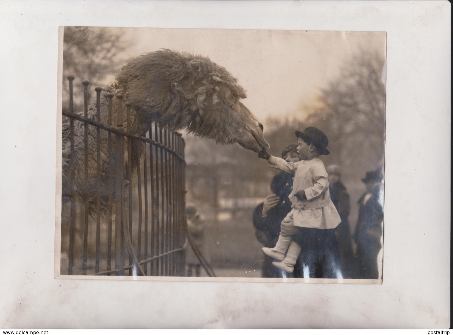 LITTLE PETER PLAYFAIR GIRAFFE ACTOR DROMEDARY CAMEL CHAMEAUX DROMADAIRES 21*16CM Fonds Victor FORBIN 1864-1947 - Unclassified