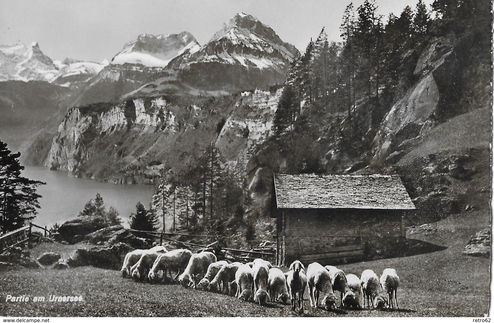 MORSCHACH → Weidende Schafe Hoch über Dem Urnersee, Ca.1930 - Other & Unclassified