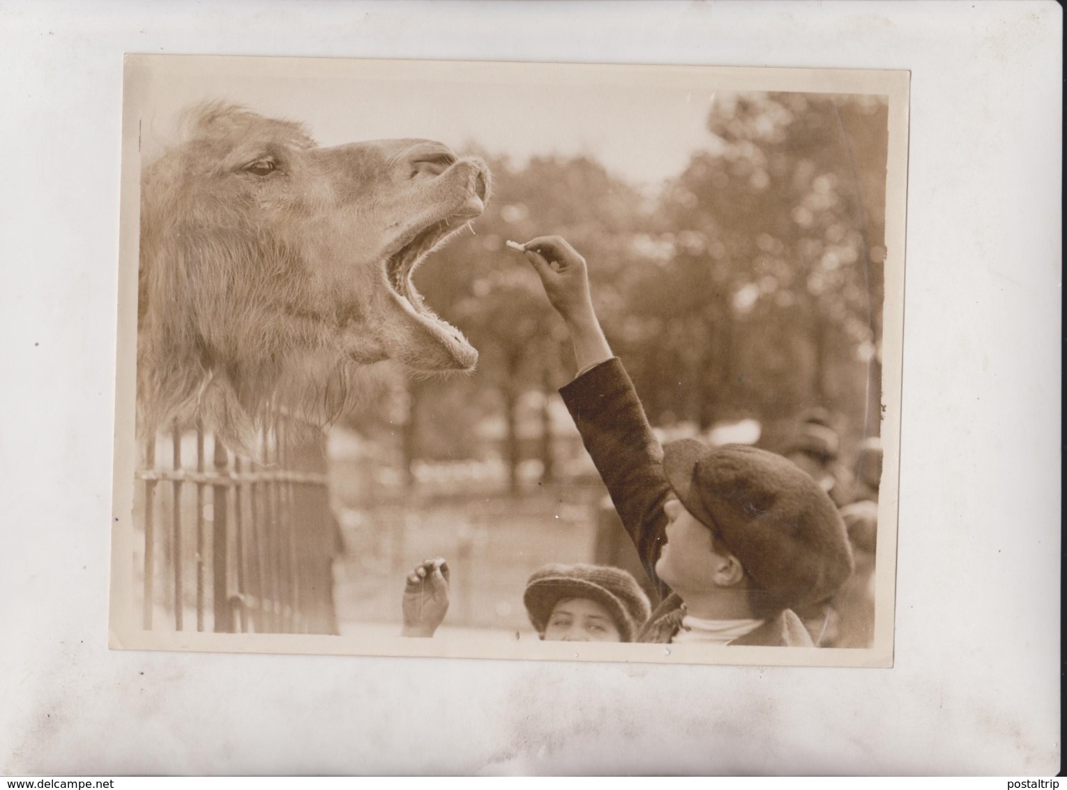 BANK HOLIDAY AT THE ZOO  CAMEL CHAMEAUX DROMADAIRES 21*16CM Fonds Victor FORBIN 1864-1947 - Lugares