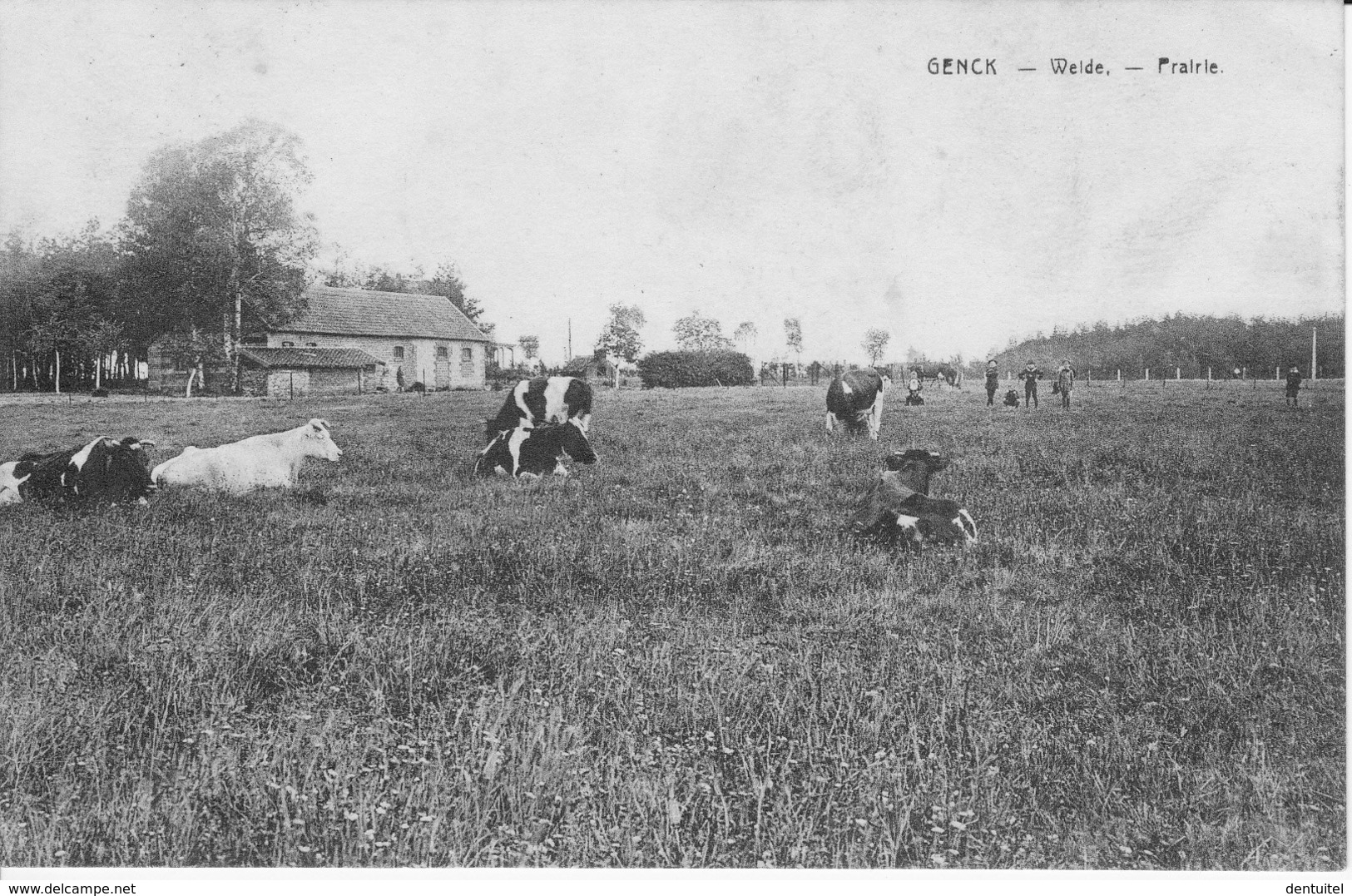 Genck - Weide Prairie   - Genk - Genk