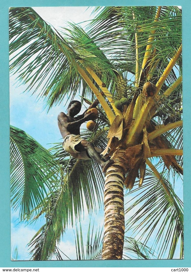 KENYA PALM TREES - Kenya