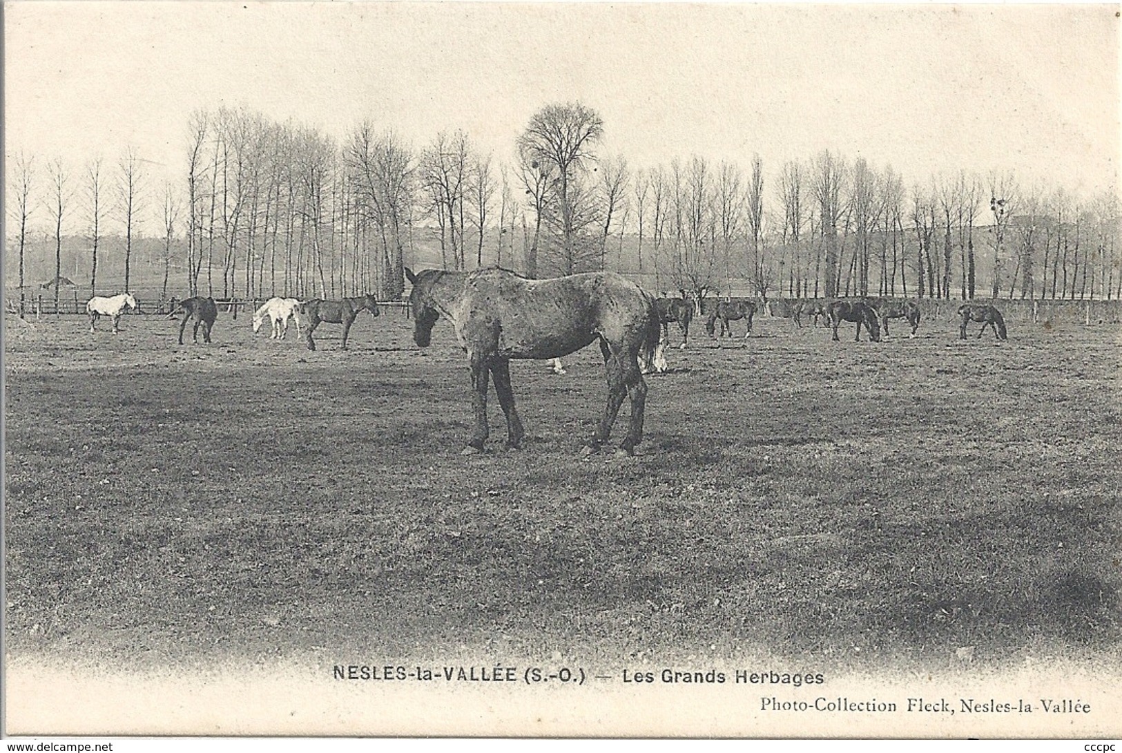 CPA Nesles-la-Vallée Les Grands Herbages Chevaux - Autres & Non Classés