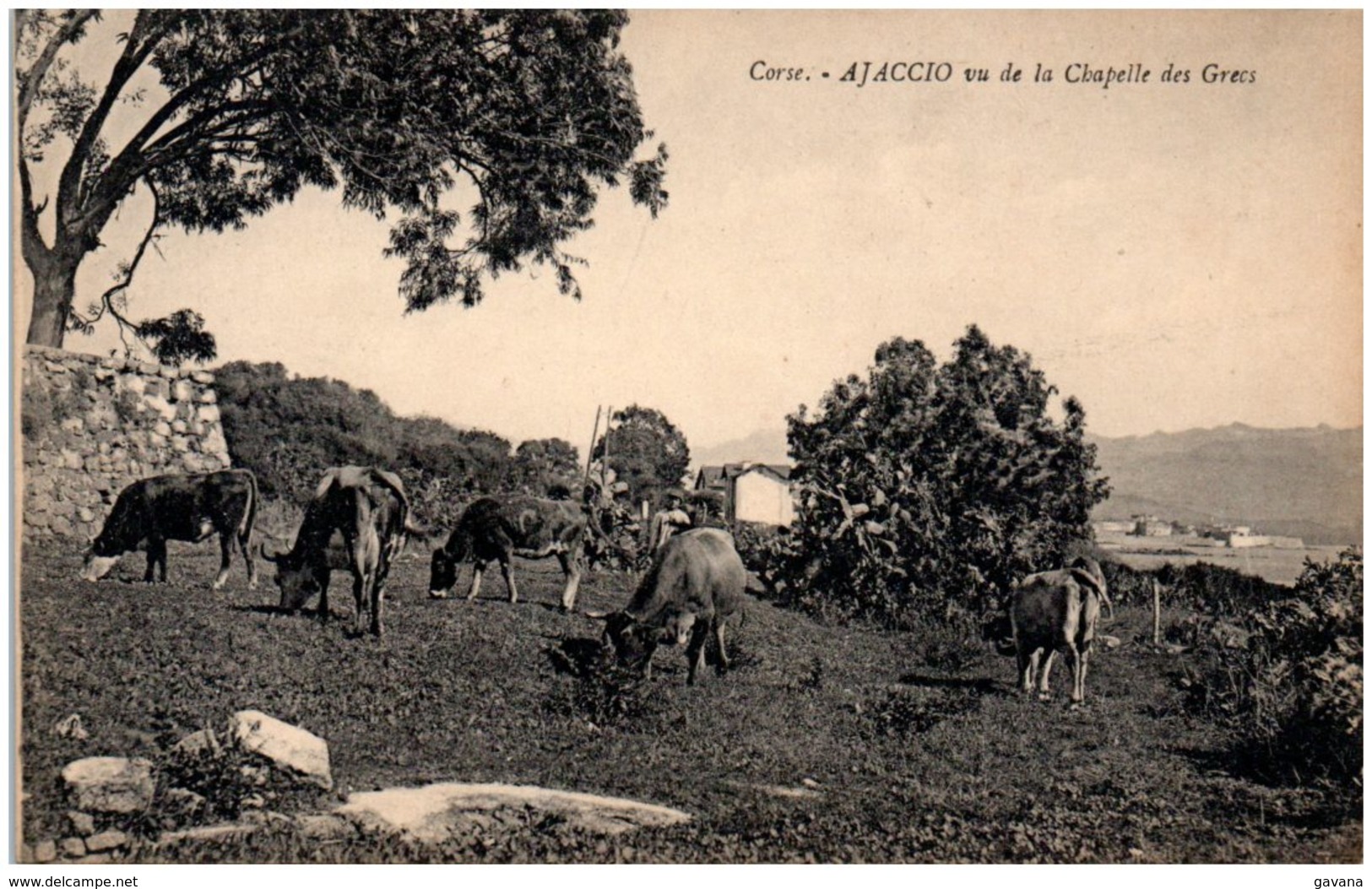 20 AJACCIO Vu De La Chapelle Des Grecs - Ajaccio