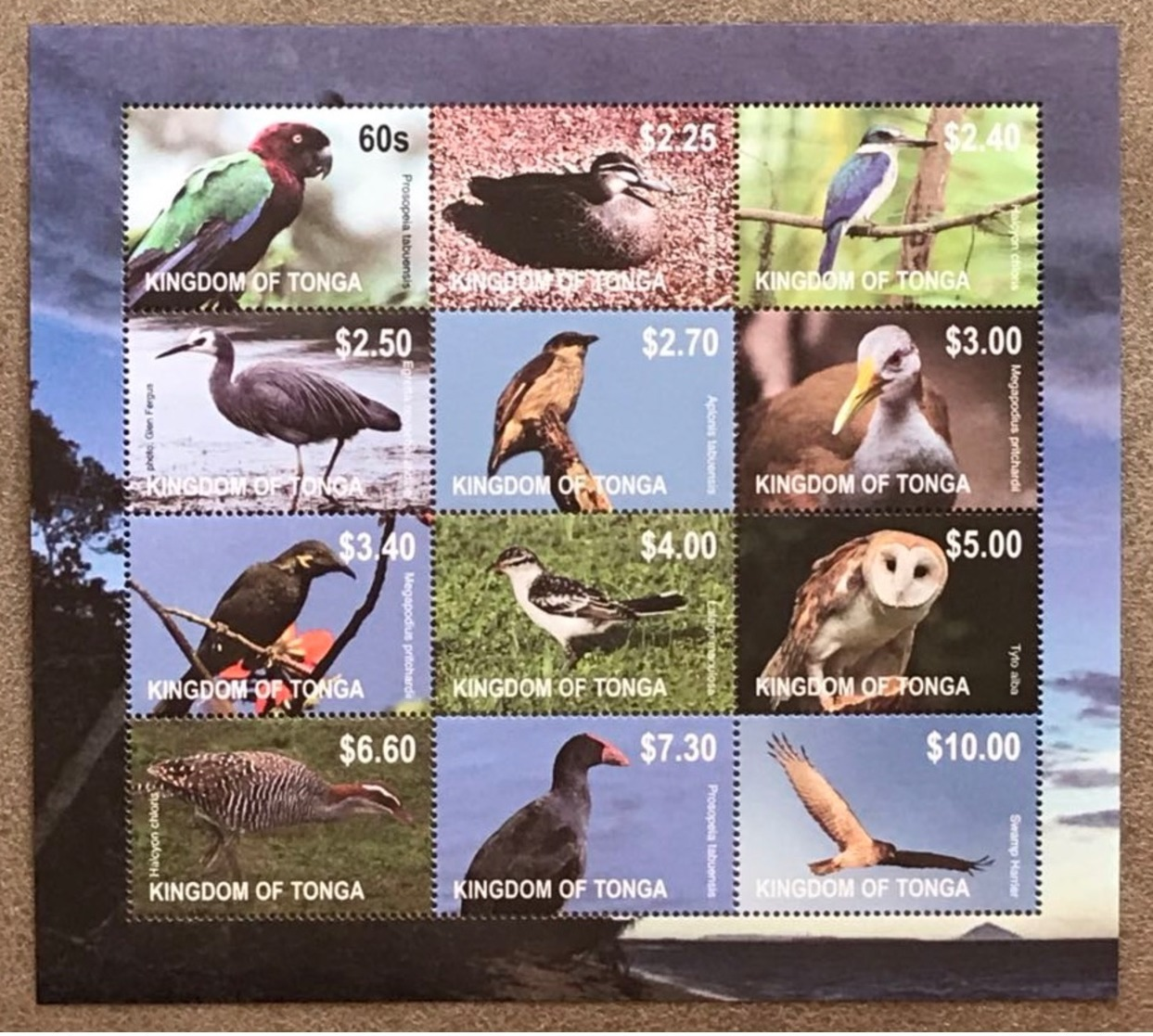 Tonga 2012; Fauna & Animals; Birds; Scarce Sheet!! MNH** VF; CV 60 Euro!! - Colecciones & Series