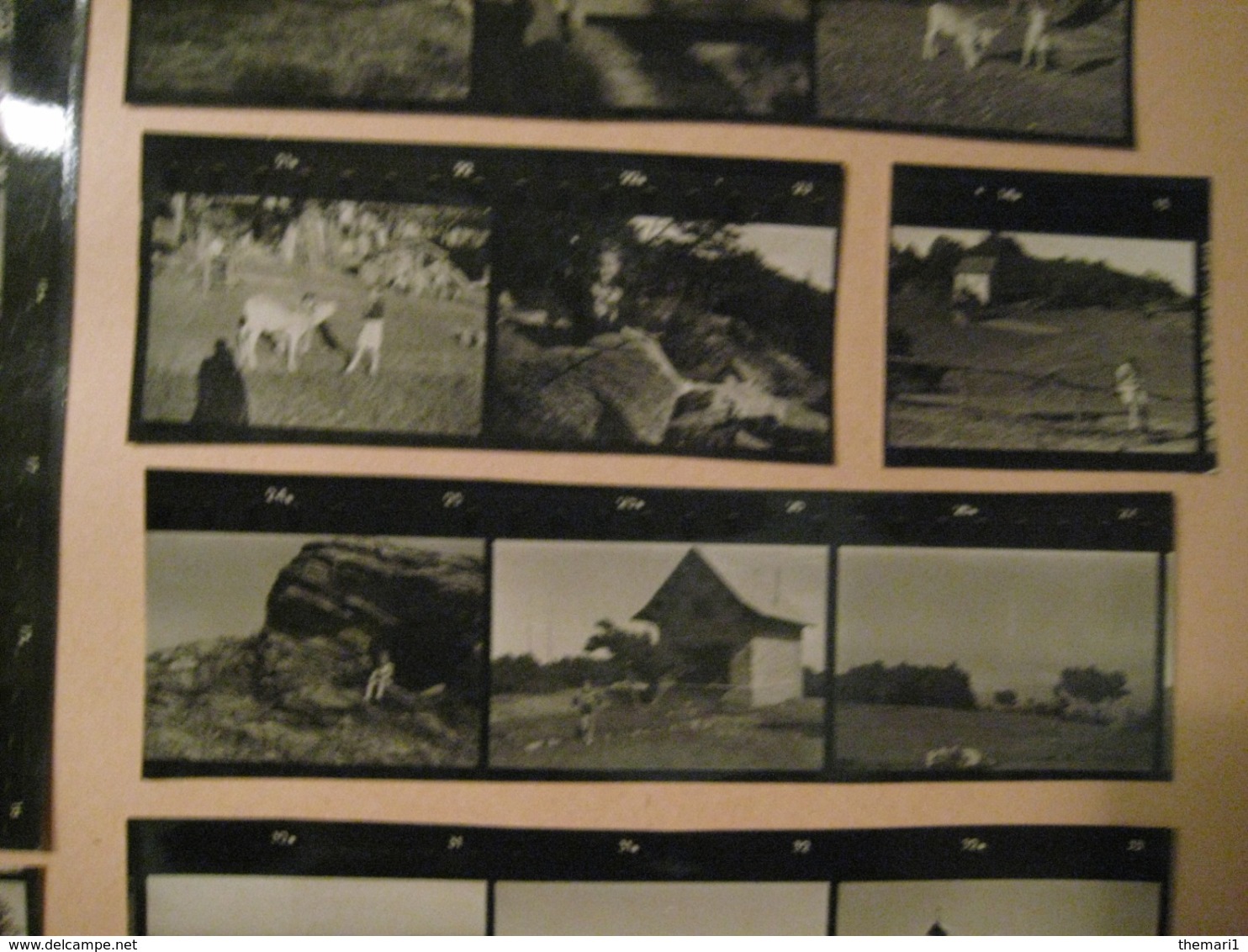 36 PROVINI FOTO SU FOGLIO 1950 MASONE PIAMPALUDO MONTE BEIGUA LIGURIA AGRICOLTURA - Luoghi