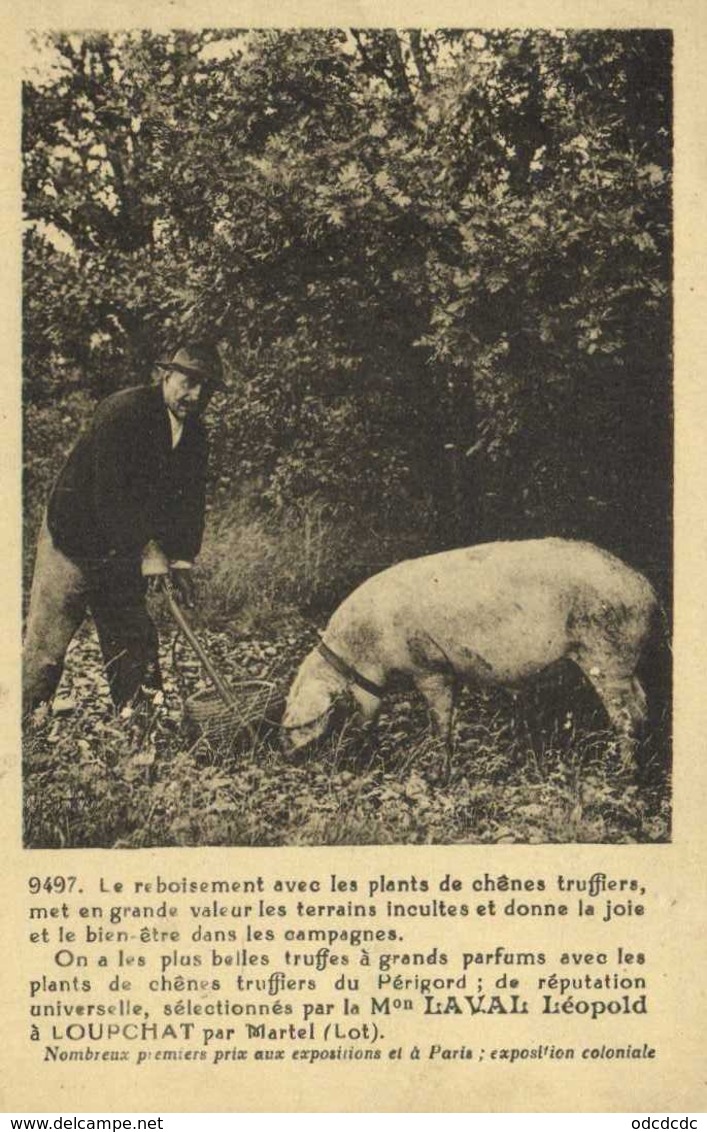 Le Reboisement Avec Des Plants De Chenes Truffiers Mpo LAVAL  Leopold à LOIPCHAT ParMartrel ( Lot) Cochon Truffier RV - Autres & Non Classés