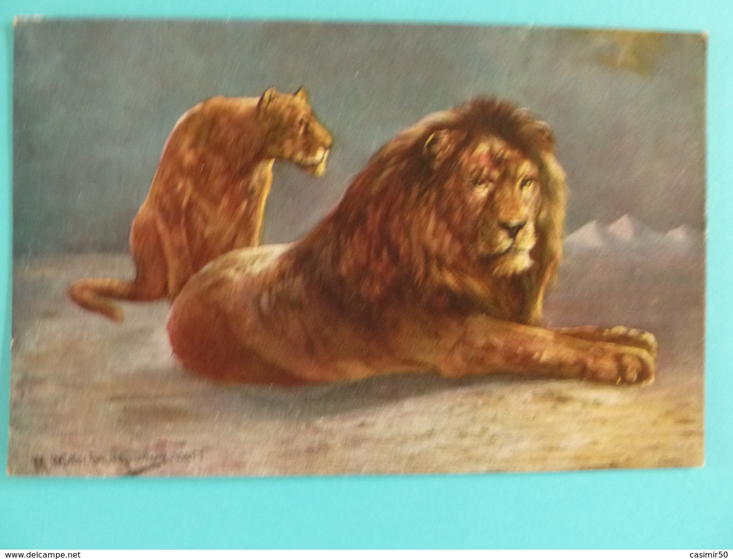 LIONS - Lions
