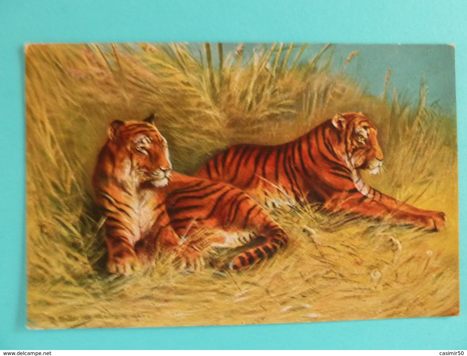 TIGRES - Tigres