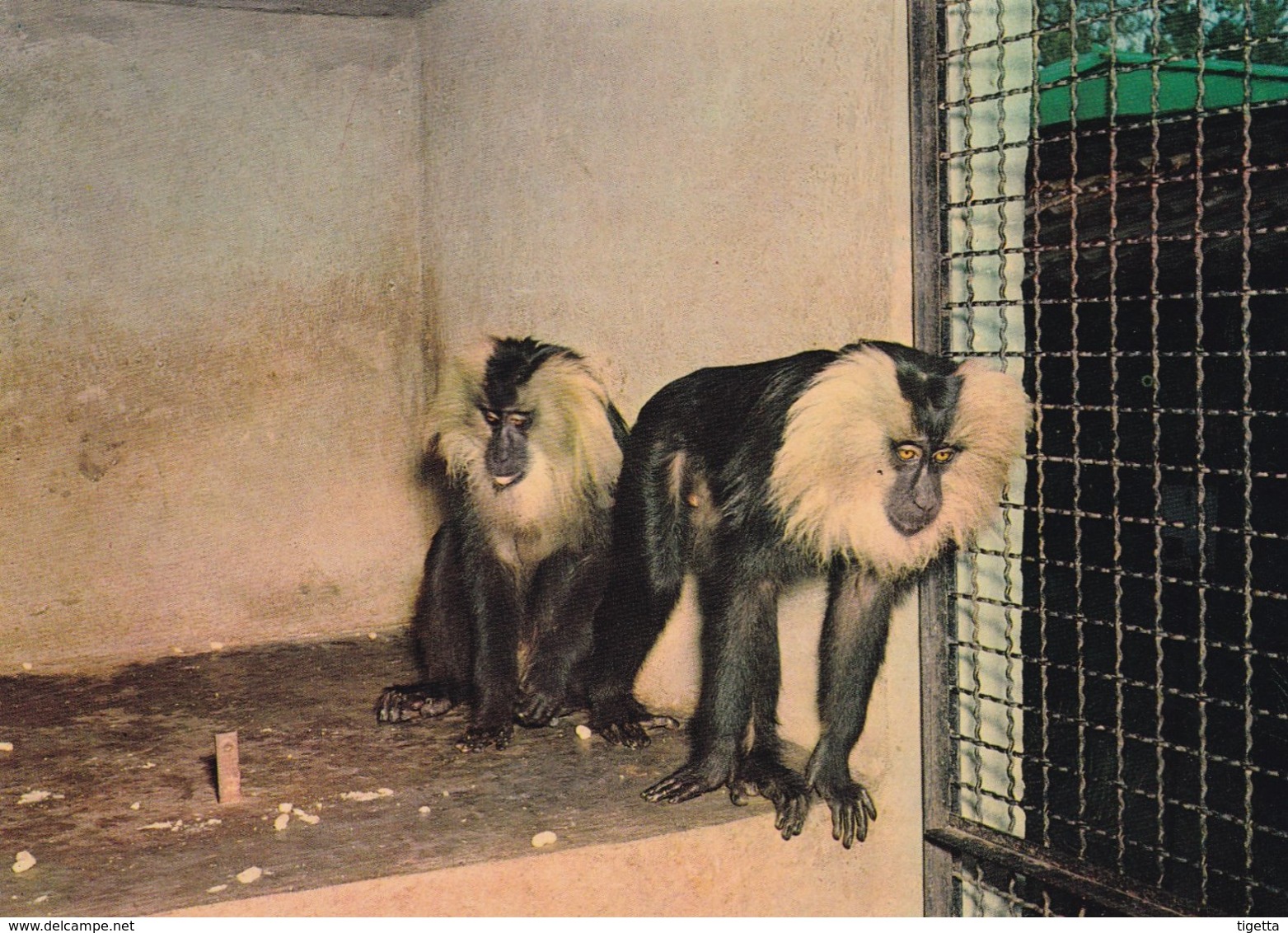 PISTOIA GIARDINO ZOOLOGICO SILENO MACACA ALBIBARBATA NON VIAGGIATA - Pistoia