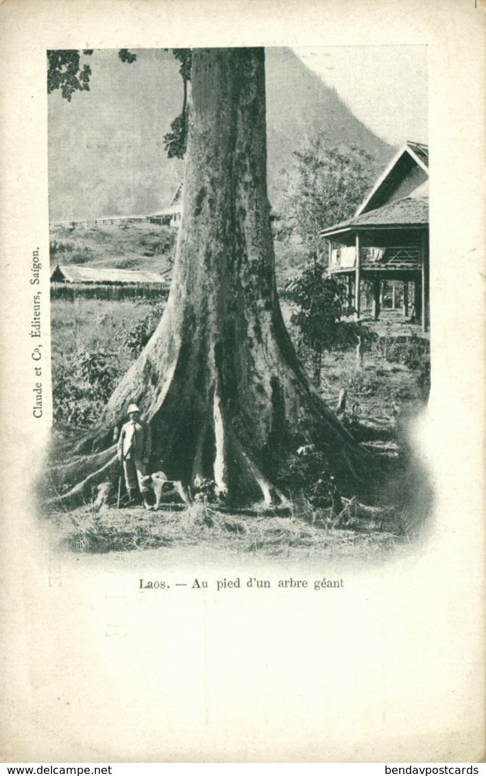 Indochina, LAOS, Au Pied D'un Arbe Géant, Giant Tree (1899) Postcard - Laos