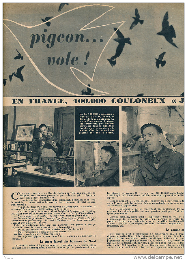 1950 : Document, COLOMBOPHILE,  (2 Pages Illustrées) Pigeon, Couloneux, Pigeonnier, Coulonneux, Le Constateur... - Unclassified