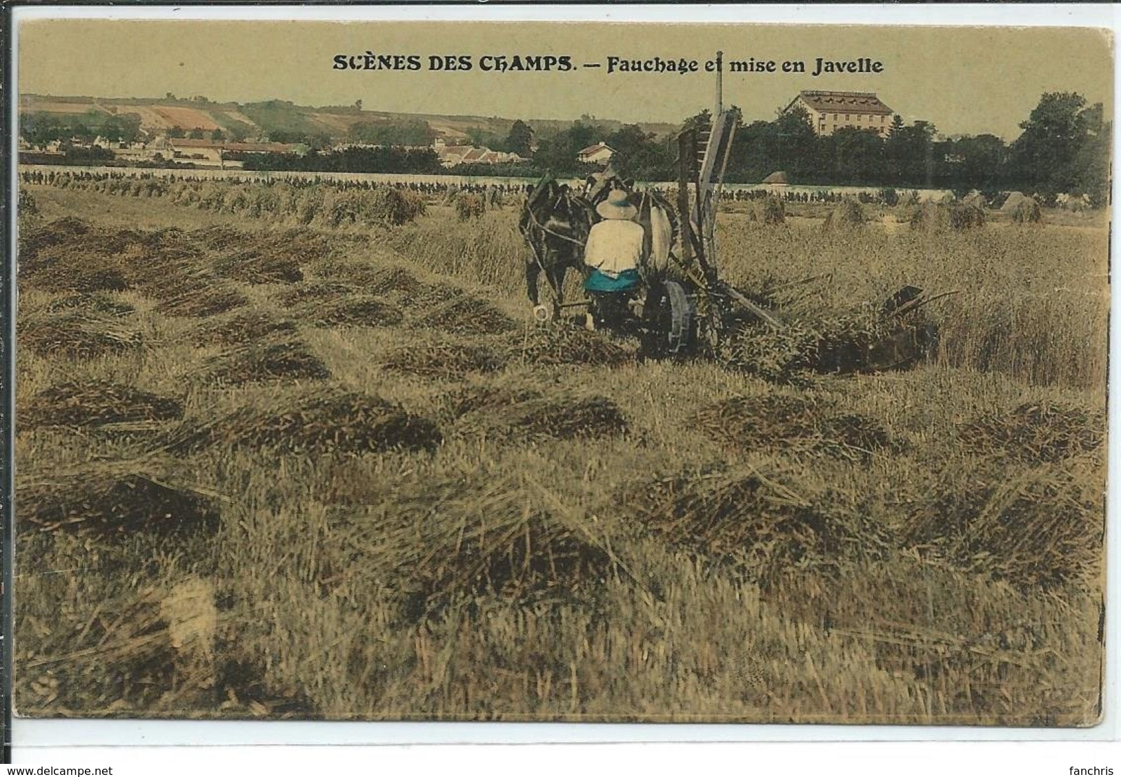 Fauchage Et Mise En Javelle-Scènes Des Champs - Cultures