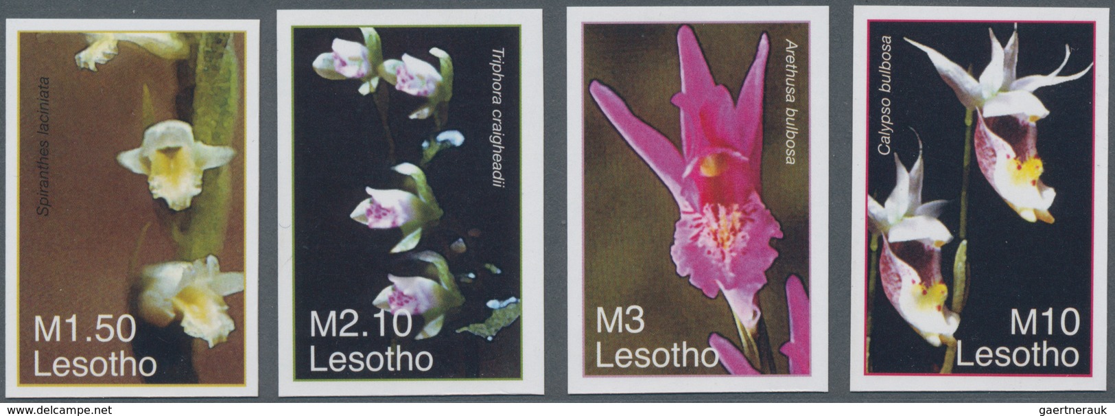 Thematik: Flora-Orchideen / Flora-orchids: 2007, Lesotho. Complete Set "Orchids From Around The Worl - Orchideeën
