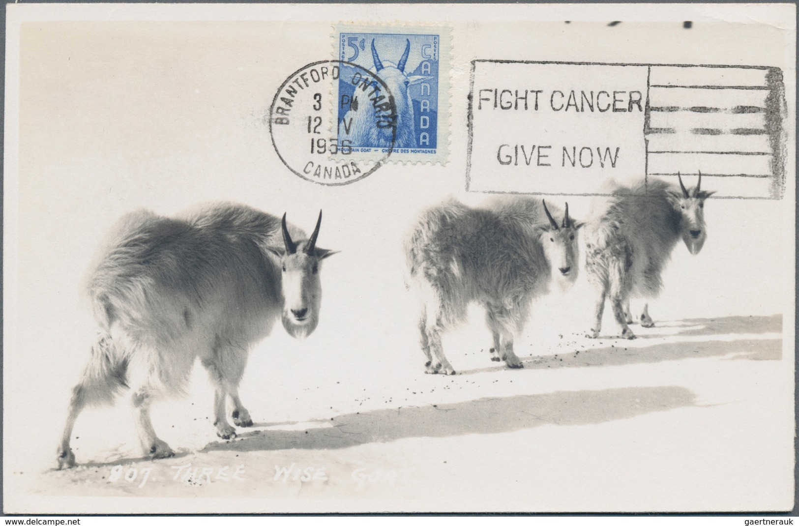 Thematik: Tiere, Fauna / Animals, Fauna: 1953/1956, Canada. Lot With 4 Black And White Maximum Cards - Andere & Zonder Classificatie