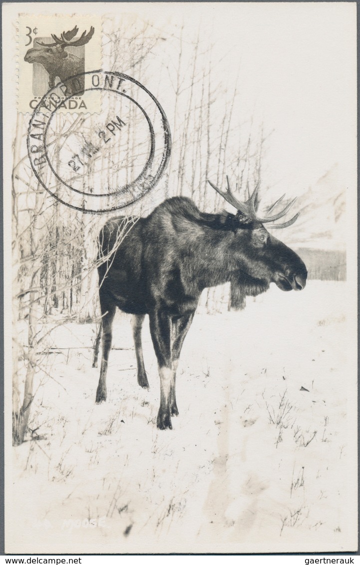 Thematik: Tiere, Fauna / Animals, Fauna: 1953/1956, Canada. Lot With 4 Black And White Maximum Cards - Sonstige & Ohne Zuordnung