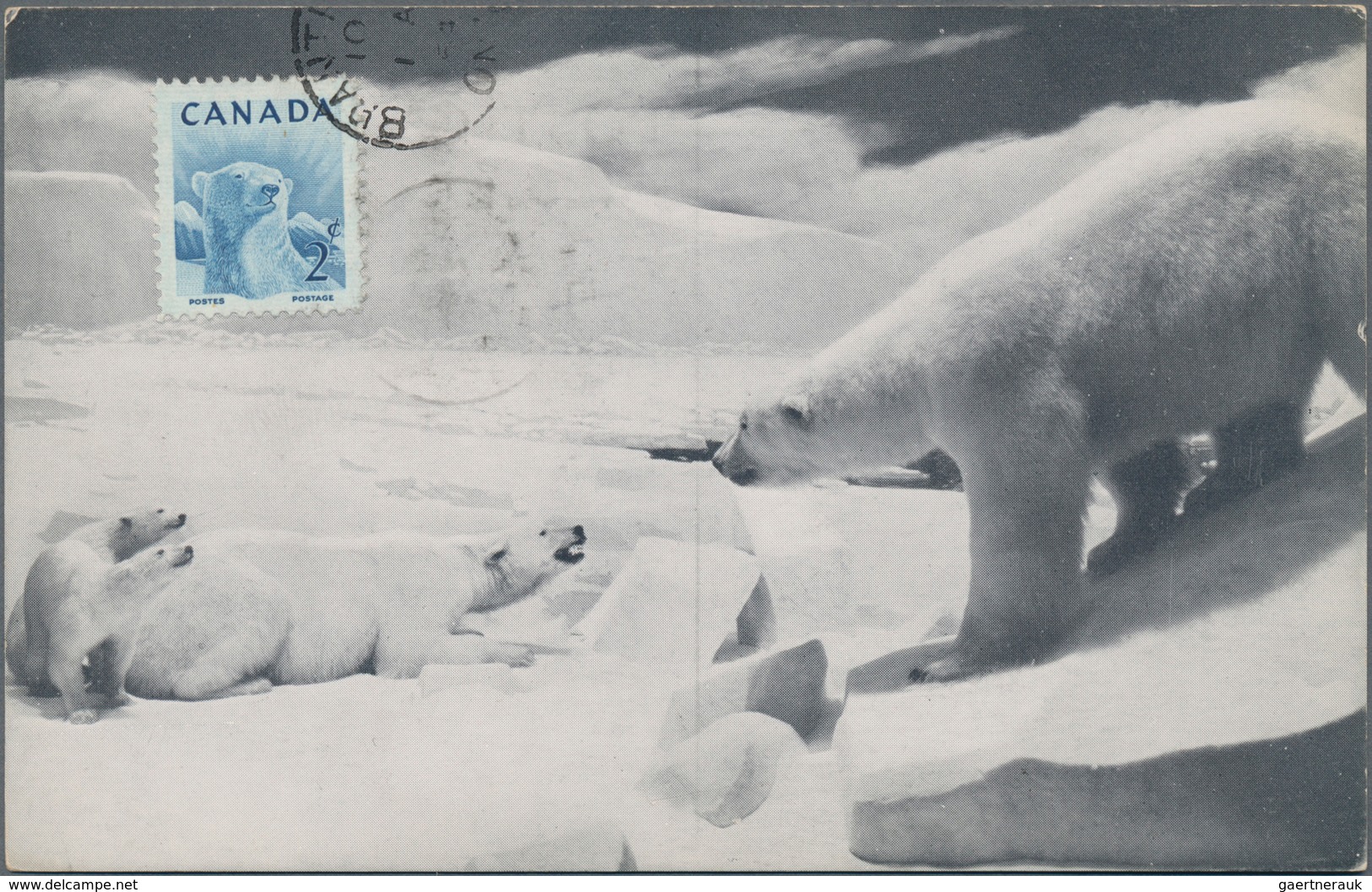Thematik: Tiere, Fauna / animals, fauna: 1953/1956, Canada. Lot with 4 black and white maximum cards