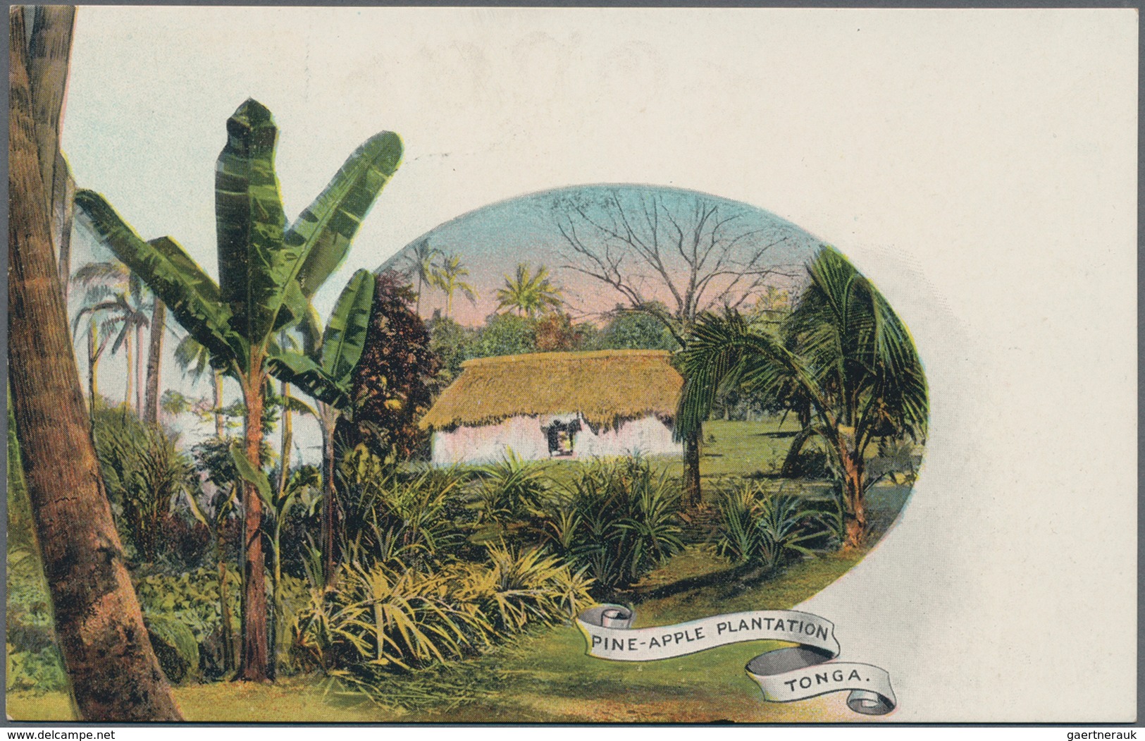 Tonga: 1908 (30.6.), Native Tree 1d Red/black Pictorial Stat. Postcard Used From HA'APAI To Germany - Tonga (...-1970)