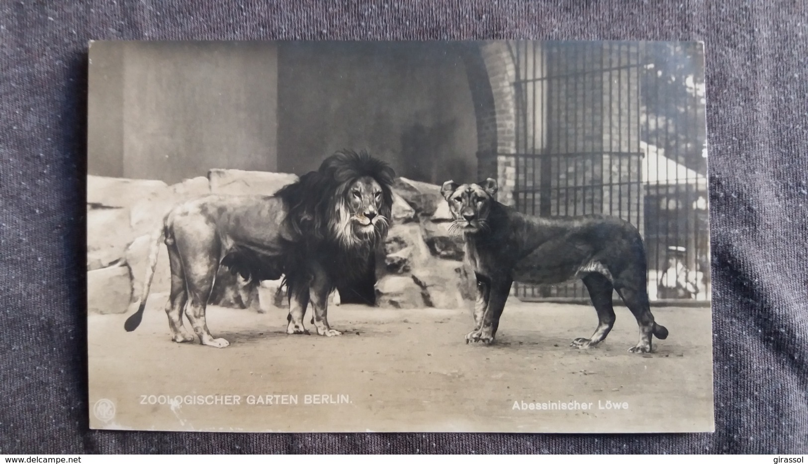 CPA LION LIONS ZOO BERLIN ZOOLOGISCHER GARTEN ABESSINISCHER LOWE - Leeuwen