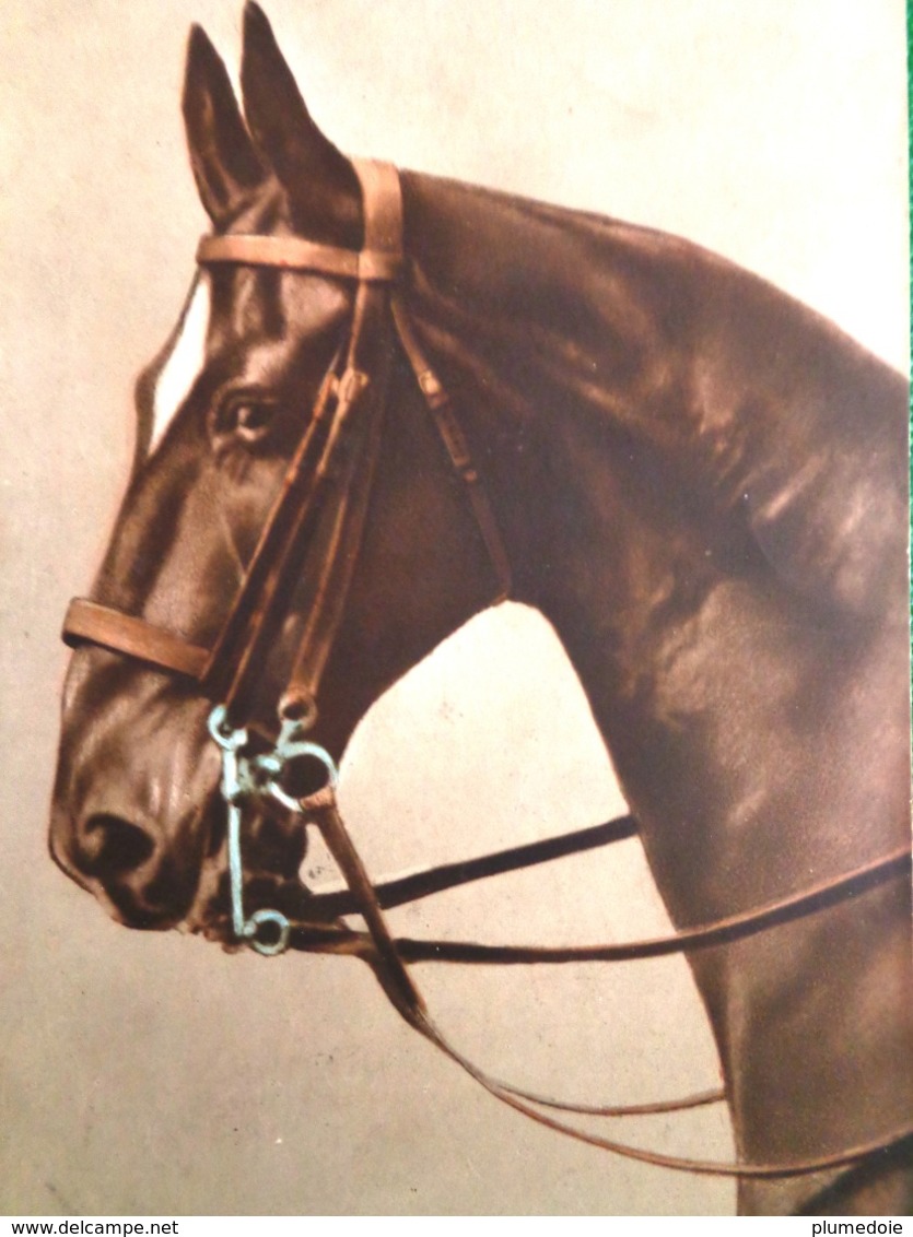 Cpa  CHEVAUX . Belle Tête De  CHEVAL . 1916 . HEAD OF HORSE . EAS . OLD PC - Chevaux