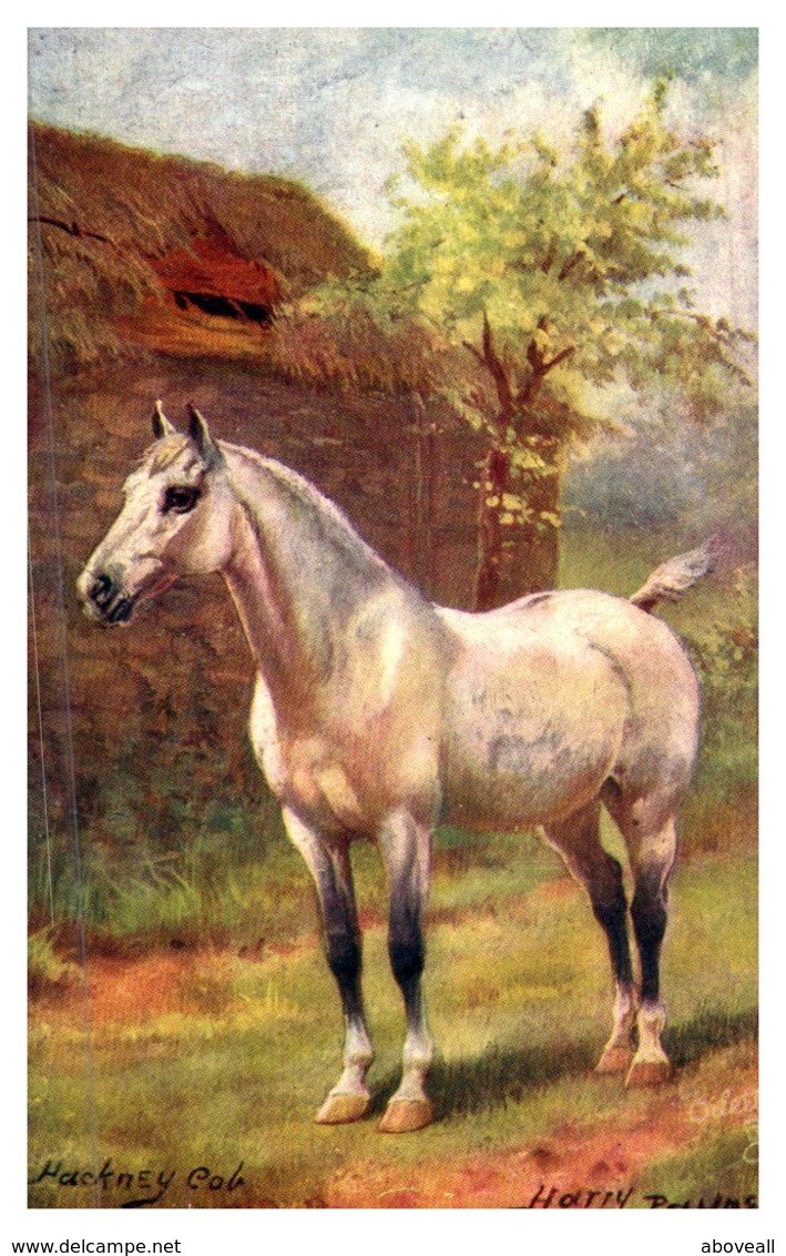 Horse ,    Hackney Cob - Horses