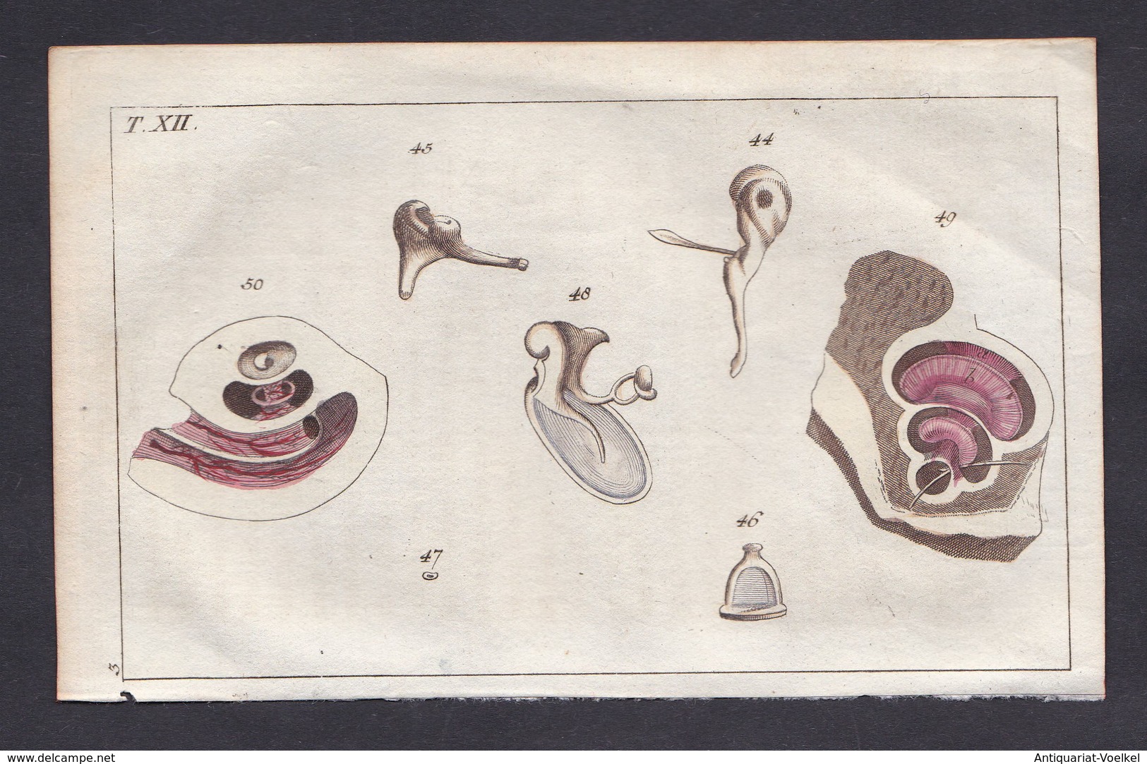 T. XII. -  Ohr Ear Gehörknöchelchen Mikroskopie Anatomie Kupferstich Copper Engraving Antique Print - Stiche & Gravuren