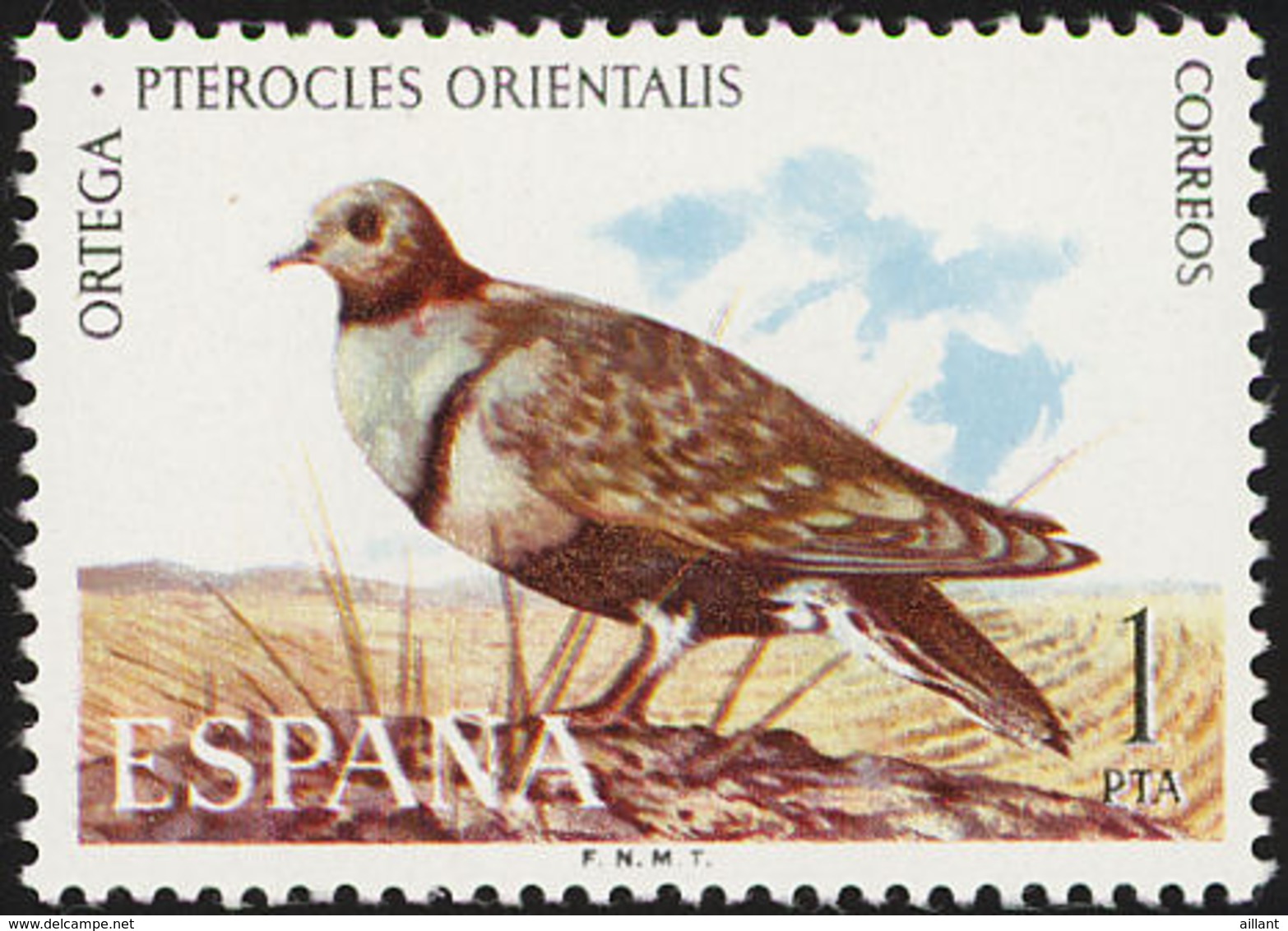 Espagne. Spain..1973.  Ganga Unibande.  Black-bellied Sandgrouse - Gallinacées & Faisans