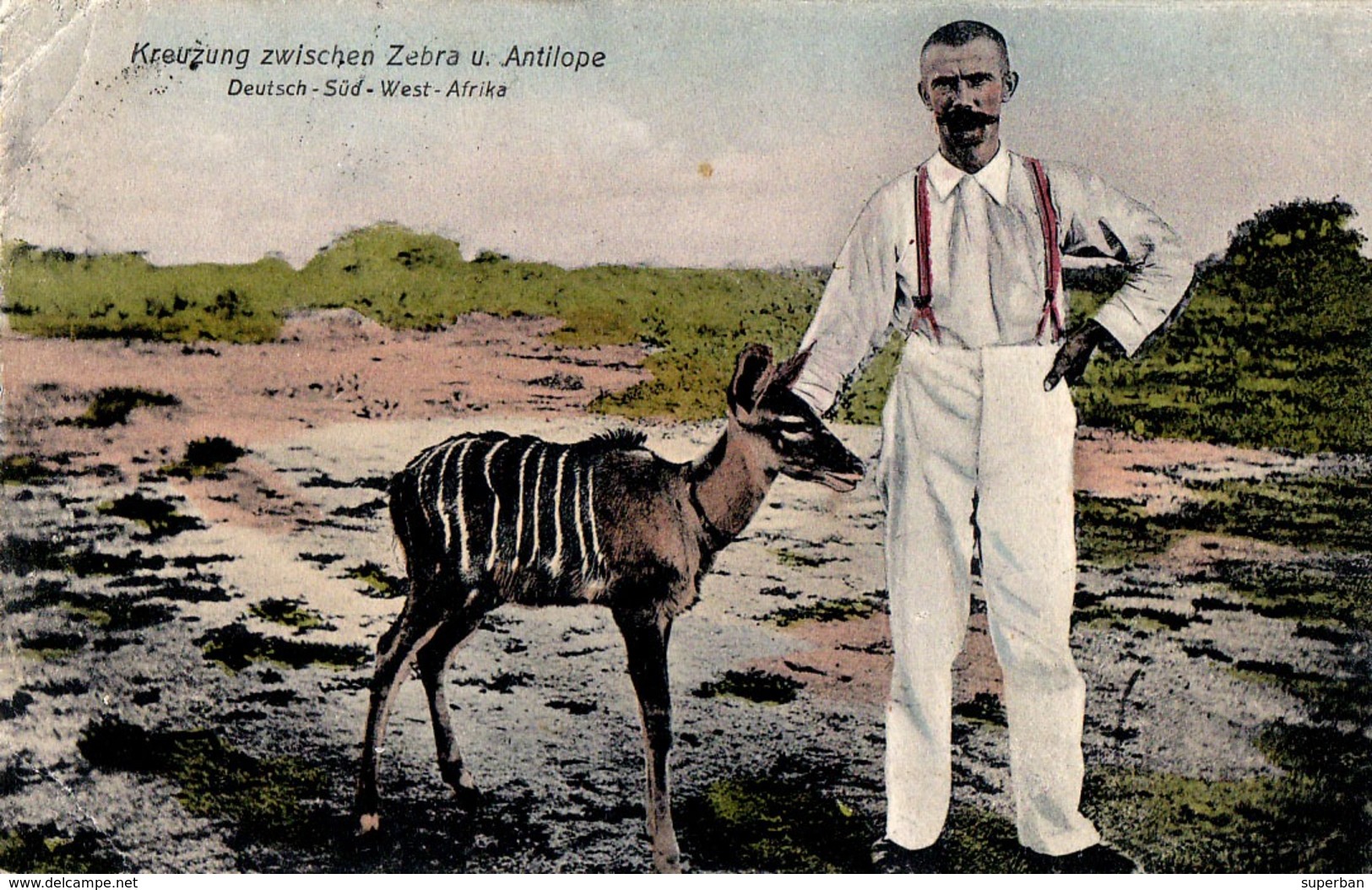 DEUTSCH-SÜD-WEST-AFRIKA / GERMAN SOUTH WEST AFRICA : KREUZUNG ZWISCHEN ZEBRA U. ANTILOPE ~ 1910 (ac885) - Namibië