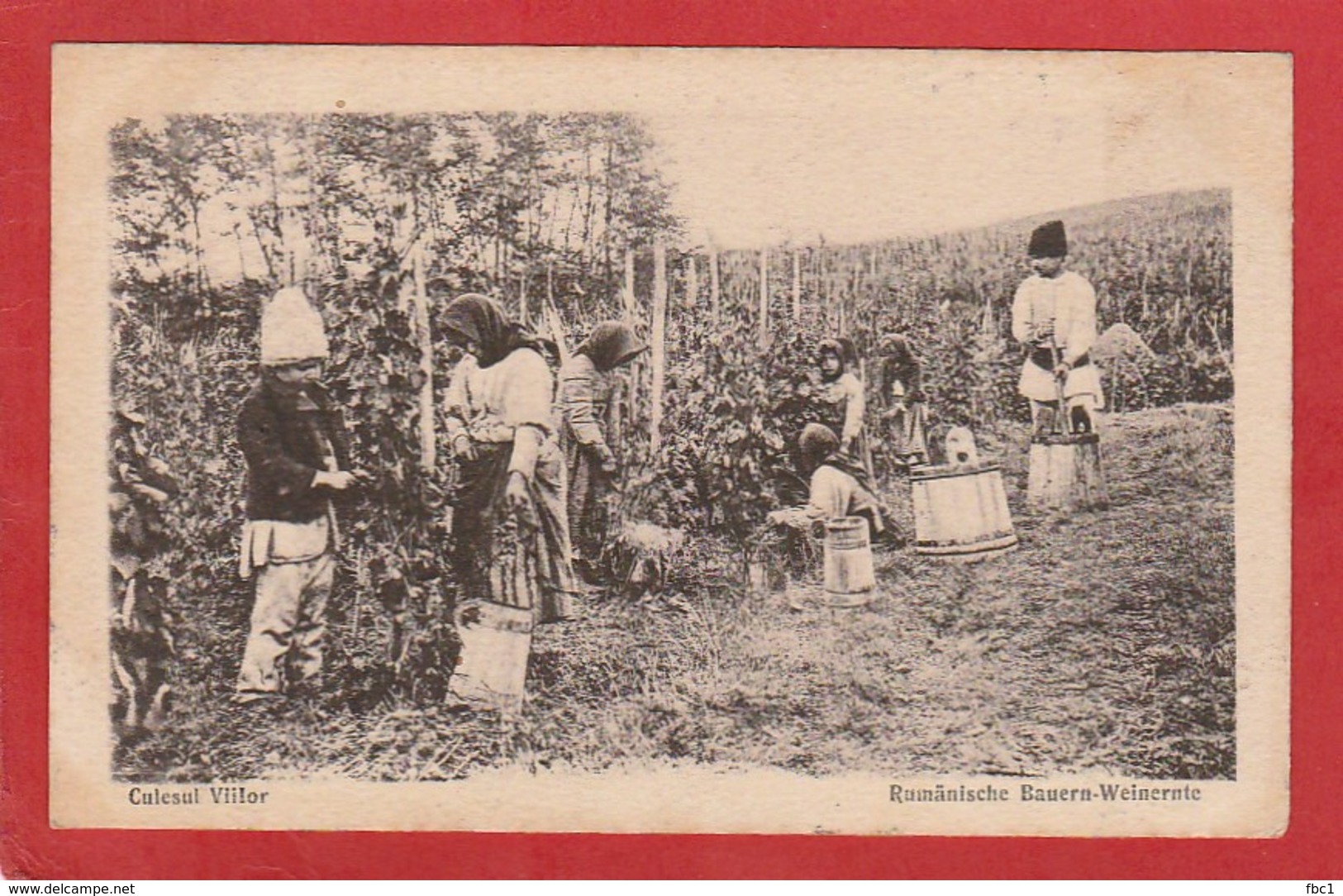 CPA: Roumanie - Culesul Viilor - Rumanische Bauern Weinernte - Roumanie