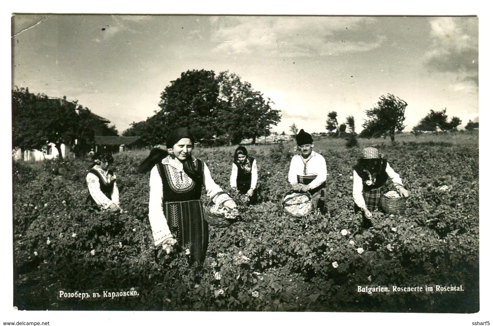 VARNA Photo Postcard Girls Picking ROSE Leaves ROSENERTE Im ROPSENTHAL Sent 1936 - Bulgaria