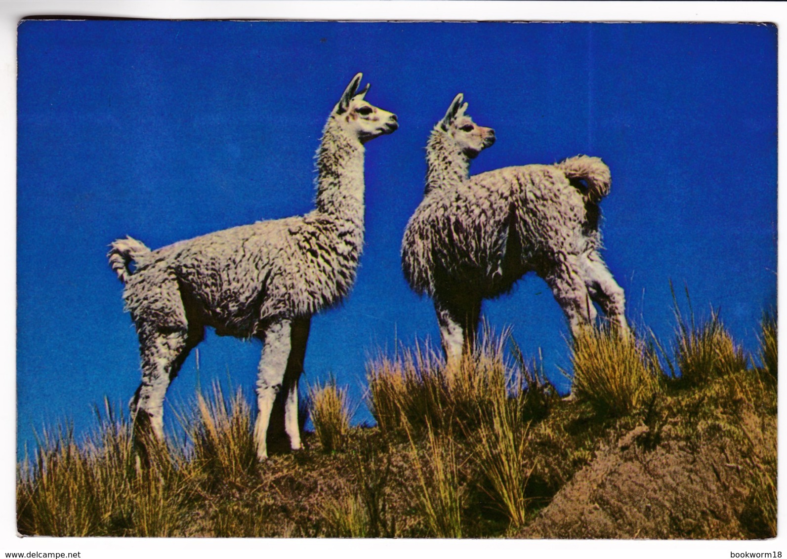 CP1127 Peru Cuzco Pair Of Ilamans On A Hillside Nice Stamp Colombia Bridge, San Martin - Peru