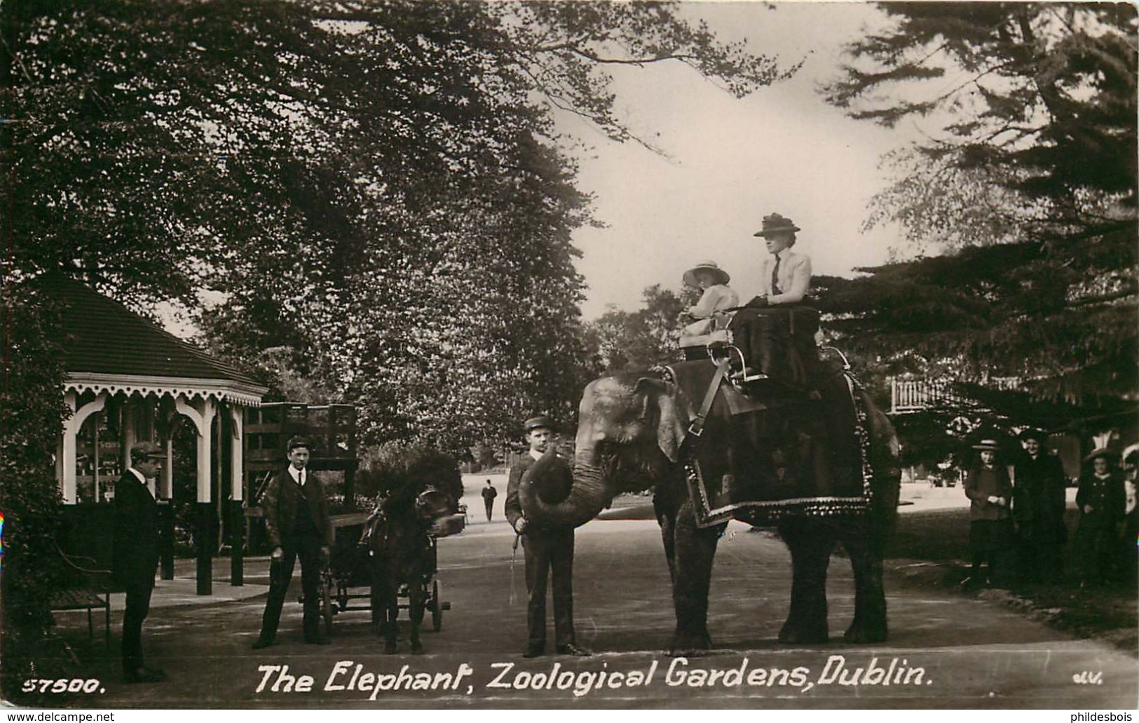 IRLANDE  DUBLIN  THE ELEPHANT  Zoological Gardens - Dublin