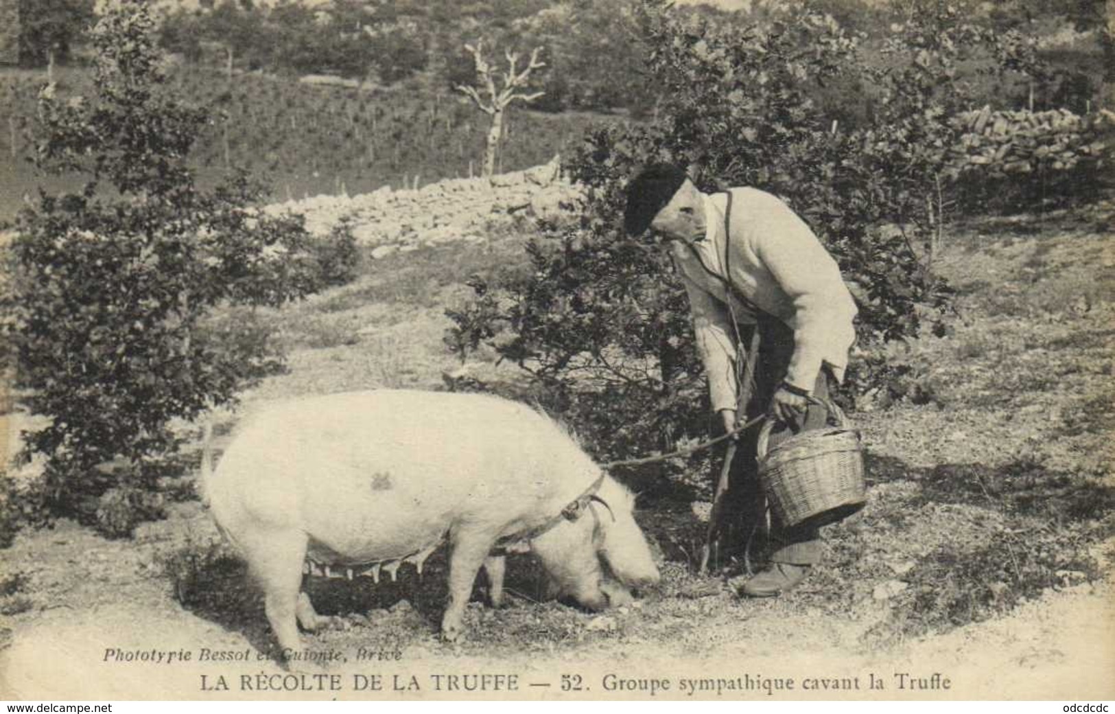 LA RECOLTE DE LA TRUFFE  Groupe Sympathique Cavant La Truffe RV - Champignons