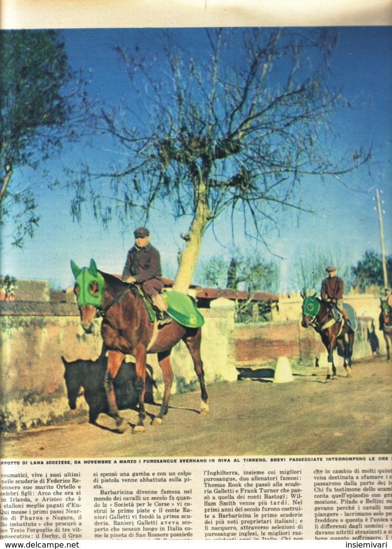 (pagine-pages)PUROSANGUE A BARBARICINA  Epoca1952/76. - Altri & Non Classificati